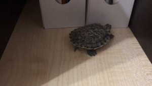 Дрессировка красноухих черепах. Часть 1.