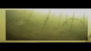 Реакция окуня на якорек