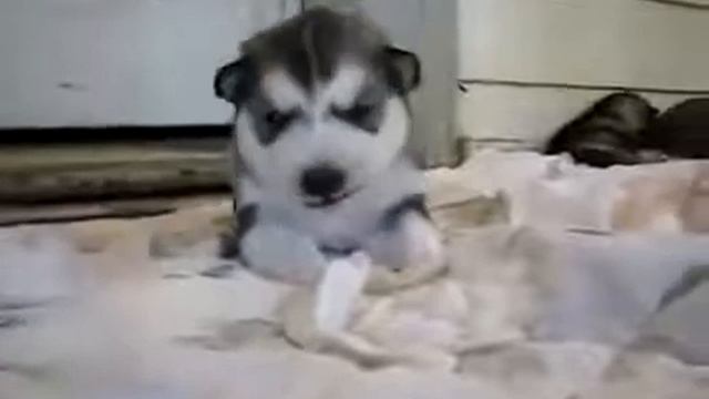 Щенок пытается выть!!!!