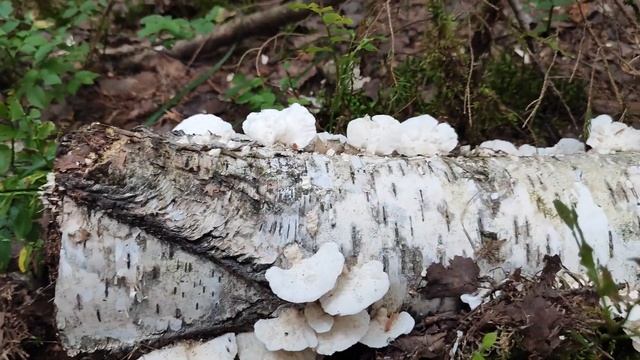 Ищем грибное место #грибнойсезон #грибныеместа #лес #природа #кемпинг #тихаяохота #прогулка смотреть онлайн