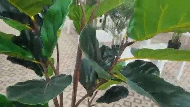 Фикус | Искусственные деревья | ОБЗОР смотреть онлайн