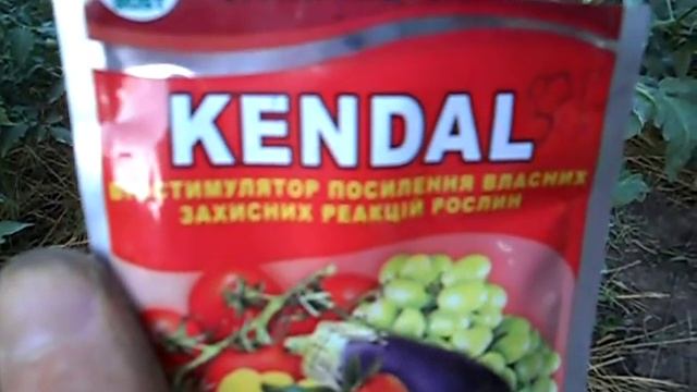Фитофтора. Средства борьбы с фитофторой на томатах. Биопрепарат KENDAL
