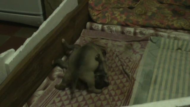 Забавная возня щенков:-) смотреть онлайн