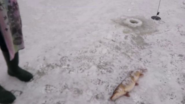 Беларусь Лида Зимняя Рыбалка- Ловим Щуку в пиявках и Окуня на канаве Гудели