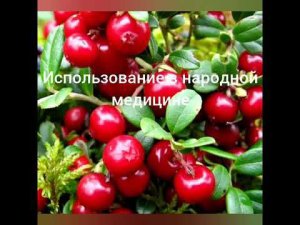 Польза сибирских ягод. Видео первое. Брусника.