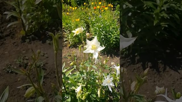 Белая аквилегия (Водосбор)?