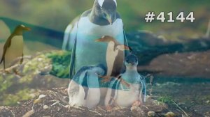 #4144. Пингвины (В мире животных)