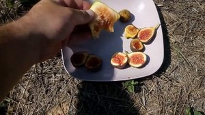 Сравнение вкусов инжира. Сорта Hardy Chicago, Sal's, Ischia White, Dalmatia (?). Смотрите до конца