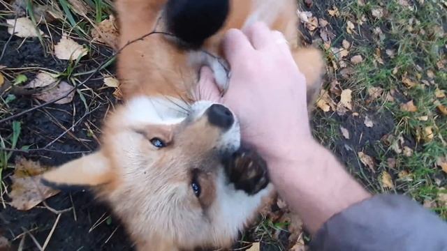 Алиса - лиса. Утро осени смотреть онлайн