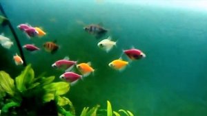 Рыба карамелька