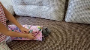 КОТЁНОК СПИТ.#Scottish kitten sleeping. КАК нужно пеленать котенка.
