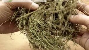 Чабрец (Тимьян) трава - altaimatri.ru