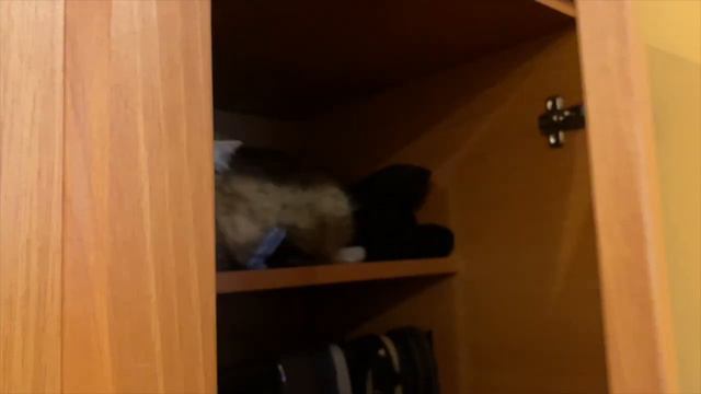 Интересные факты про кошек #2/ Interesting facts about cats