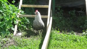 Брекель - порода кур в хозяйстве EcoFerma73.ru