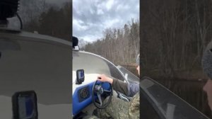 Луга-Кингисепп. Сплав на лодке по реке Луга 160км. Опасные пороги. Встретили медведя