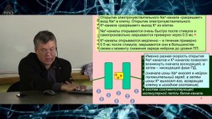 Вячеслав Дубынин: "Электрическая активность нейронов"