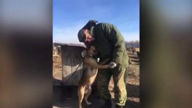 Приют для животных верность Саратов.