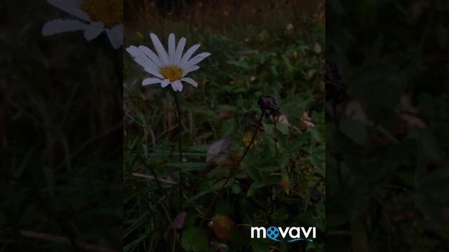 Природа Ленобласти #2