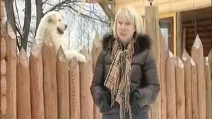 Орсо Бьянко Мареммо - абруцкая овчарка