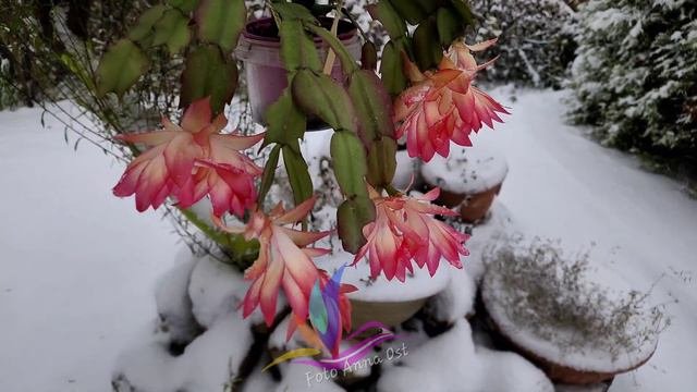 Шлюмбергера Frony  #schlumbergera #Frony   #герагибис #сортоваяшлюмбергера #geragibis