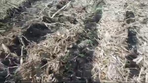 Уборка кукурузы весной