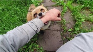 Ли Сяо / Alice the Fox Лиса Алиса (Как лиса показывает, чего она хочет)