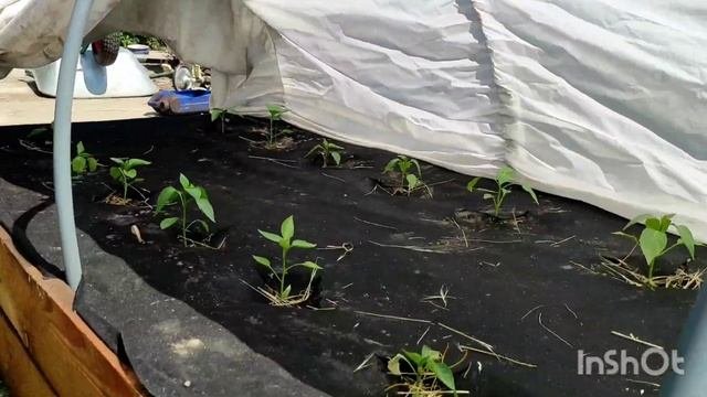 НАБЛЮДЕНИЕ ЗА ВЫСОКИМИ ГРЯДКАМИ/ПОЧЕМУ ЛИСТЬЯ СТАНОВЯТСЯ ФИОЛЕТОВЫМИ/ЧТО УБИВАЕТ ПЕРЕЦ #рассада