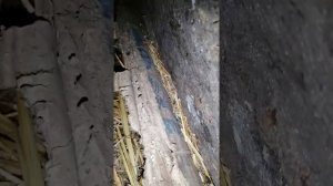 Утки несутся в одно гнездо/ Подкладываю гусиные яйца под утку