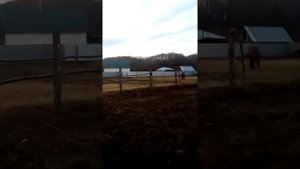 Электро пастух с Китая