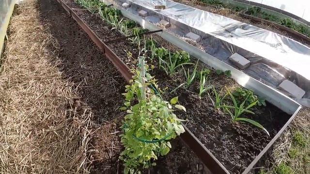 Сад просыпается, пилим ветви у ели. Работа во входной зоне, в теплице, подвязка томатов смотреть онлайн