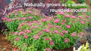 30 Seconds with Double Play® Red Spirea