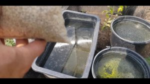 НЕ НАЛИВАЮТСЯ ОГУРЦЫ. ЧЕМ ПОДКОРМИТЬ ЕСЛИ НЕТ ЗОЛЫ.