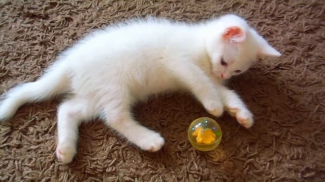 Милый белый котенок играет. Видео для детей. смотреть онлайн