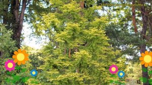Метасеквойя глиптостробовидная Голдраш. Краткий обзор metasequoia glyptostroboides Goldrush