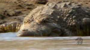 КРОКОДИЛ НАПАЛ НА АНТИЛОПУ