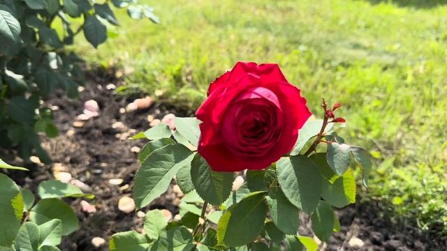 28 августа 2023 г.Розы цветут и радуют.???#garden ,#розы ,#розывсаду ,#розыостина
