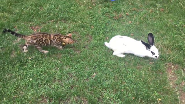 Охота Бенгальского кота на кролика #2 смотреть онлайн