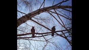 За тобою вслед. Слова Л.Дербенева,музыка А. Эшпая и Р. Бойко.Исп.: Т.Рехельс