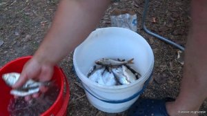 Засолка рыбы на природе