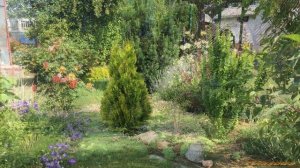 Туя Джанет Голд (Золотая Джанет) 2019. Как растёт красота.