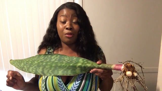 The largest Sansevieria Masoniana Whale Fin + It has babies смотреть онлайн