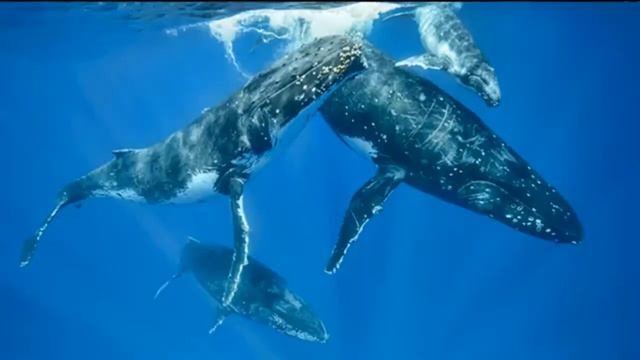 ГОРБАЧ - Поющий кит смотреть онлайн