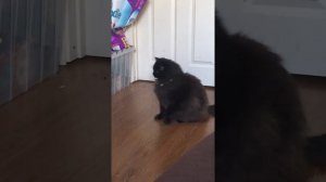 Chantilly Tiffany Cat Plays