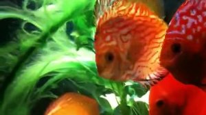 discus fish get disappointed about tour preparation-(360p30).webm