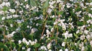 Цветущее поле гречихи.