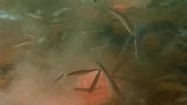 Щука во время охоты shortsvideo