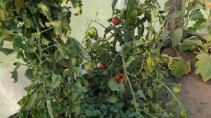 Самый вкусный и устойчивый к болезням и вредителям томат.