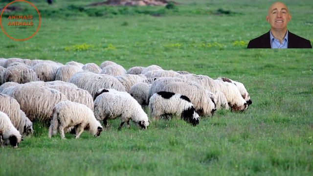 Som dos Animais da Fazenda Animais Domésticos Cavalo Ovelha Galinha de Angola Avestruz смотреть онлайн