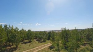 Ёлки / Cinelog 35