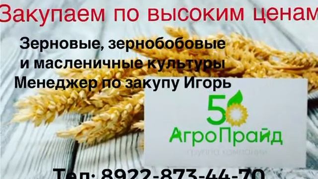 Закупаем зерновые и масличные культуры! Оренбургская область!